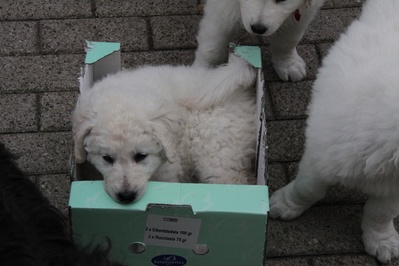 puppy in de doos, teef cyclaam